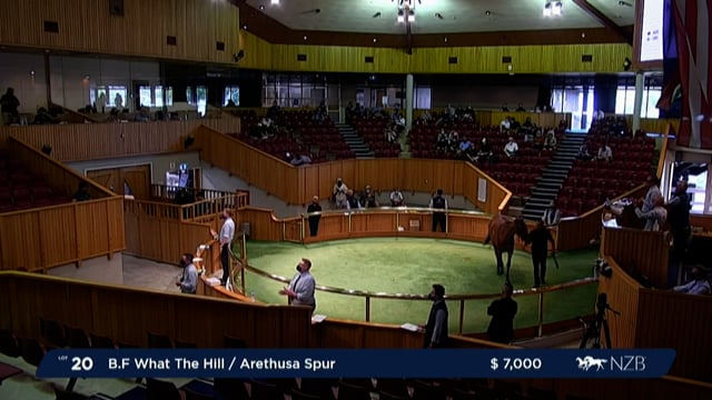 NZB Standardbred Yearling Sale 2022  - Lots 20 to 26