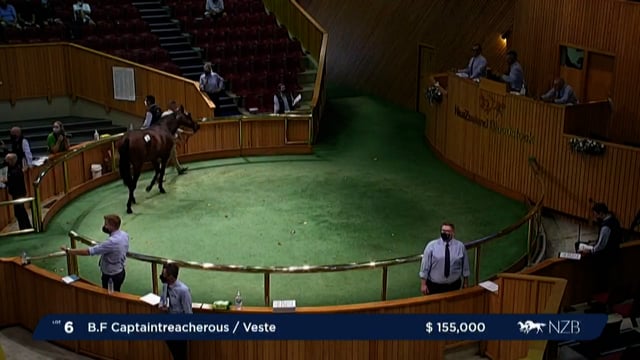 NZB Standardbred Yearling Sale 2022 - Lots 6 to 14