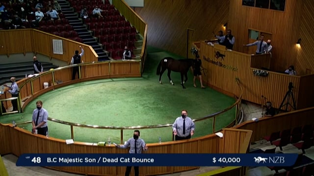 NZB Standardbred Yearling Sale 2022 - Lots 48 to 54