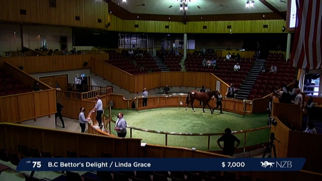 NZB Standardbred Yearling Sale 2022 - Lots 73 to 80