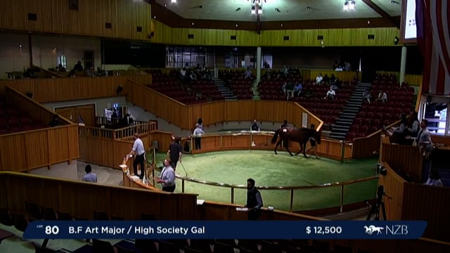 NZB Standardbred Yearling Sale 2022 - Lots 80 to 85