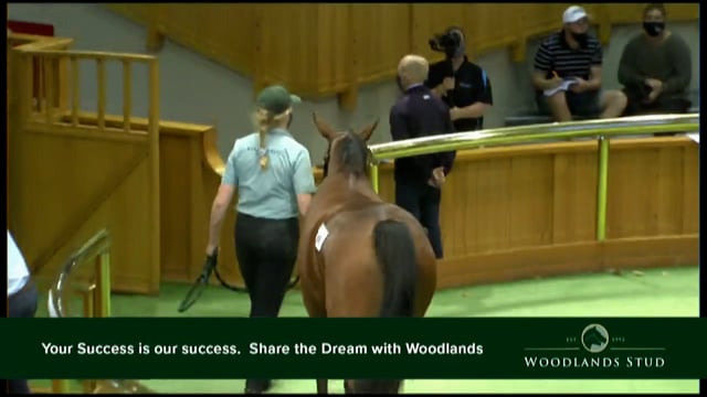 NZB Standardbred Yearling Sale 2022 - Lots 93 to 101