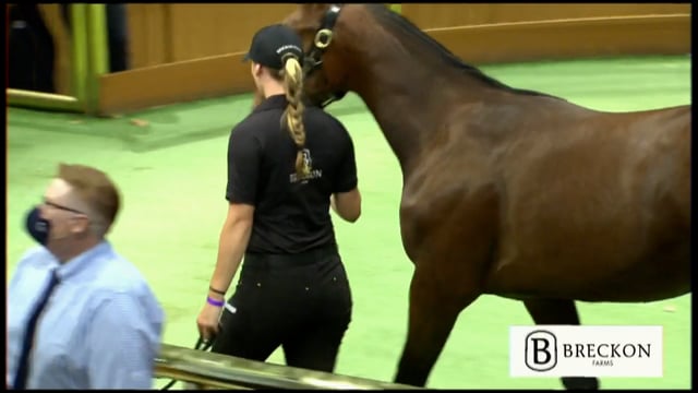 NZB Standardbred Yearling Sale 2022 - Lots 73 to 80