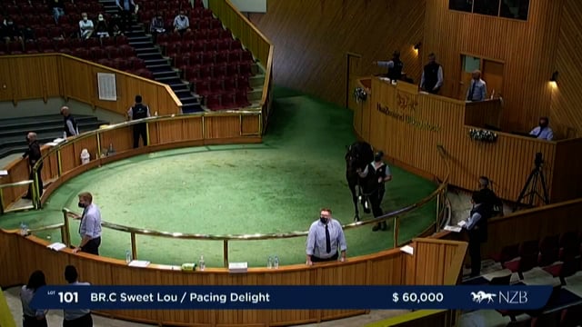 NZB Standardbred Yearling Sale 2022 - Lots 101 to 107