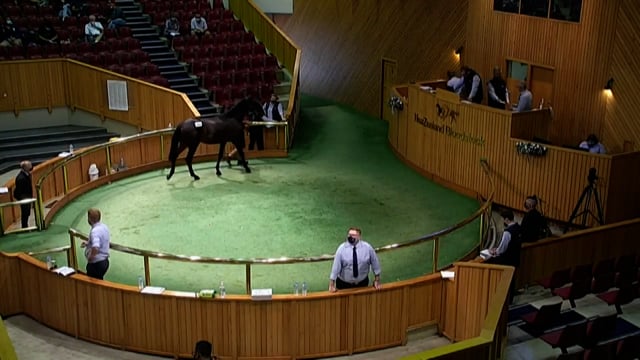 NZB Standardbred Yearling Sale 2022 - Lots 108 to 113