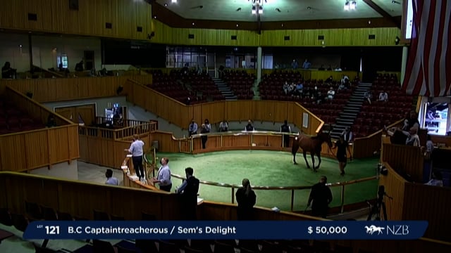NZB Standardbred Yearling Sale 2022 - Lots 121 to 128