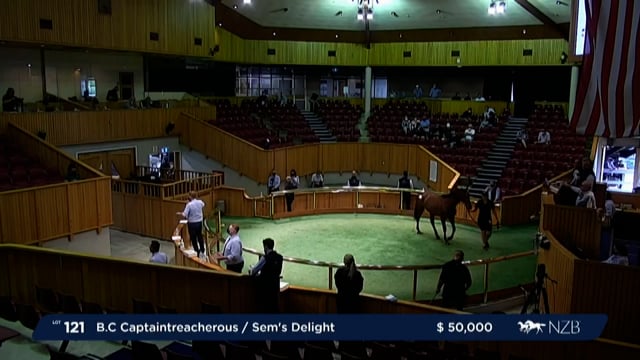 NZB Standardbred Yearling Sale 2022 - Lots 121 to 128