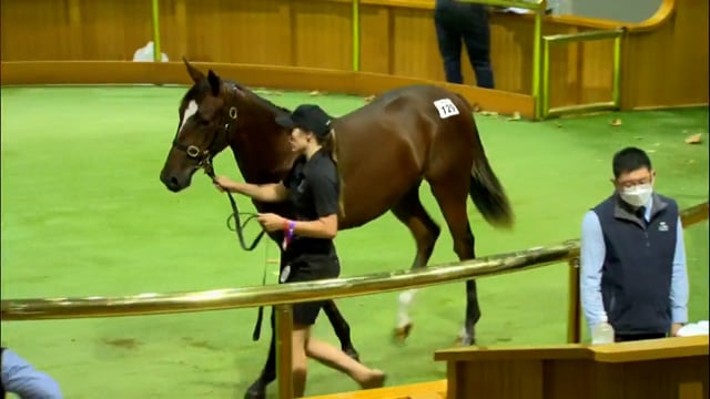 NZB Standardbred Yearling Sale 2022 - Lots 129 to 137
