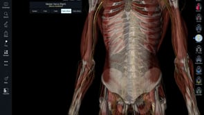  Median Nerve Reset for Sympathetic Reset