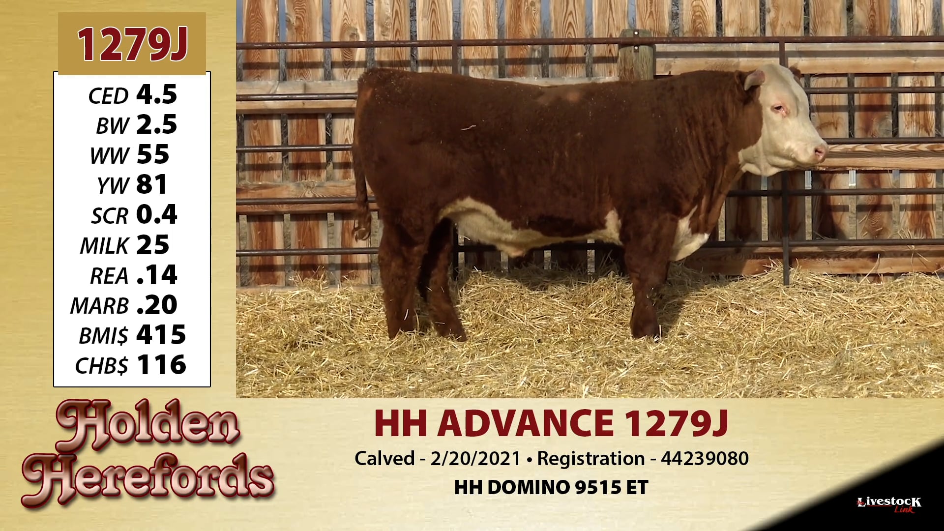Holden Herefords Lot 1279J on Vimeo