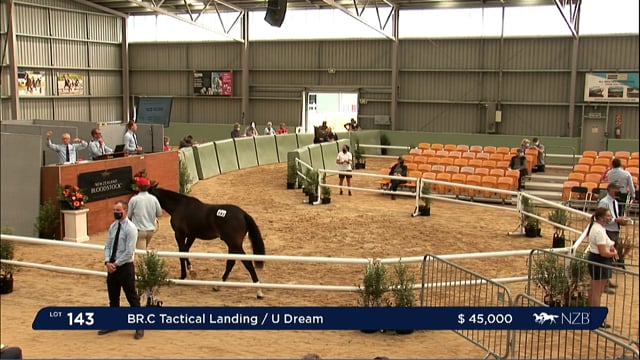 NZB Standardbred Yearling Sale 2022 Day 2 - Lots 143 to 151