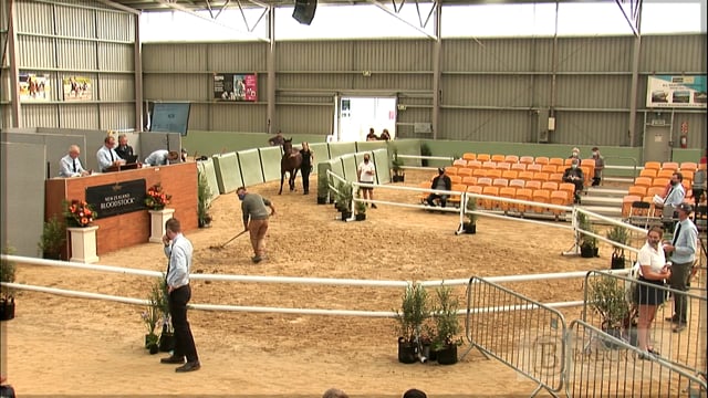 NZB Standardbred Yearling Sale 2022 Day 2 - Lots 152 - 159