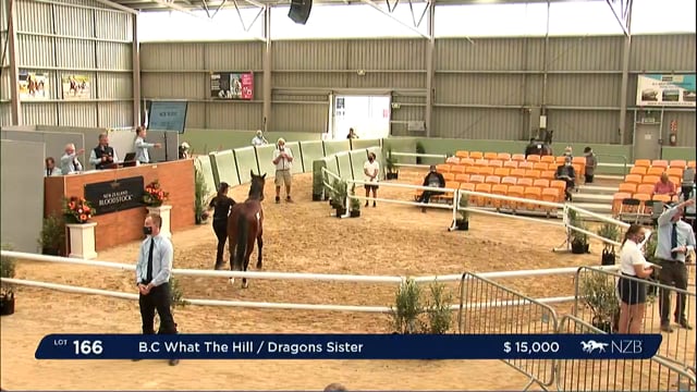 NZB Standardbred Yearling Sale 2022 Day 2 - Lots 166 to 174