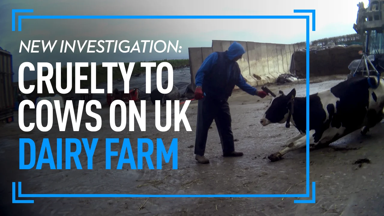 Investigation: Cruelty To Cows On UK Dairy Farm