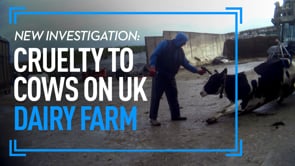 Investigation: Cruelty to Cows on UK Dairy Farm