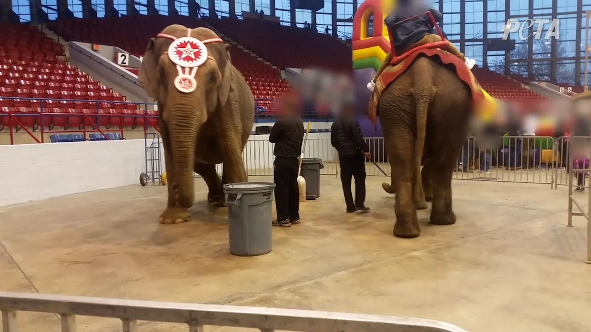 Aging Elephants Exploited at Circus World Museum | PETA