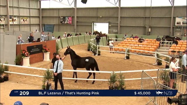NZB Standardbred Yearling Sale 2022 Day 2 - Lots 209 - 216