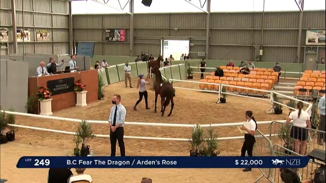 NZB Standardbred Yearling Sale 2022 Day 2 - Lots 249 - 255