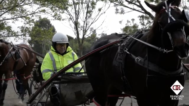 NZB Standardbred Yearling Sale 2022 Day 2 - Lots 256 - 261