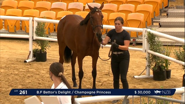 NZB Standardbred Yearling Sale 2022 Day 2 - Lots 261 - 269