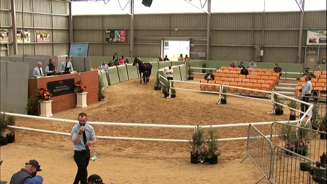 NZB Standardbred Yearling Sale 2022 Day 2 - Lots 276 - 285