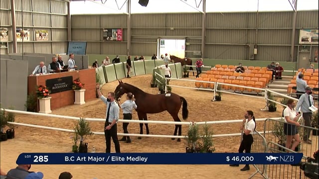NZB Standardbred Yearling Sale 2022 Day 2 - Lots 285 - 291