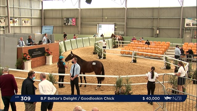 NZB Standardbred Yearling Sale 2022 Day 2 - Lots 305 - Review