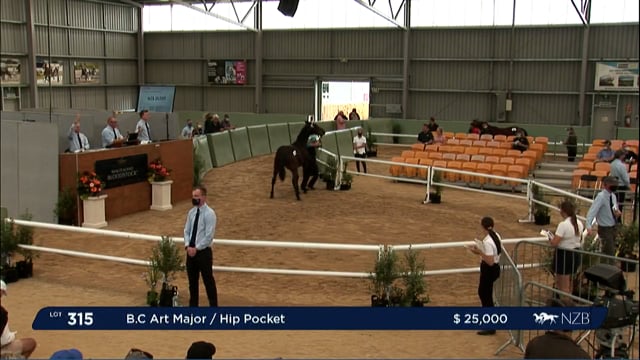 NZB Standardbred Yearling Sale 2022 Day 3 - Lots 315 - 321