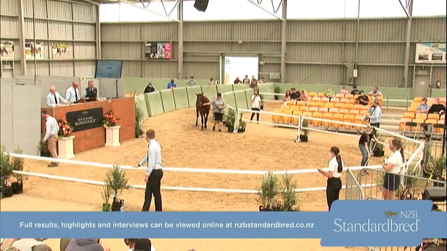 NZB Standardbred Yearling Sale 2022 Day 3 - Lots 322 - 330