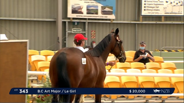 NZB Standardbred Yearling Sale 2022 Day 3 - Lots 343 - 350