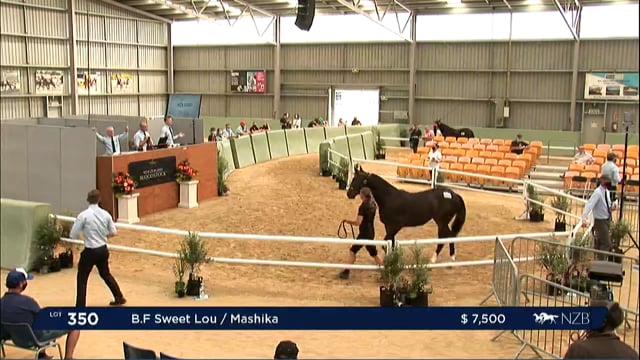 NZB Standardbred Yearling Sale 2022 Day 3 - Lots 350 - 357
