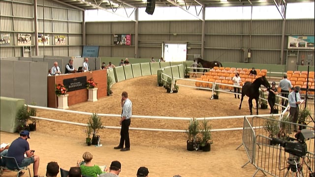 NZB Standardbred Yearling Sale 2022 Day 3 - Lots 364 - 372