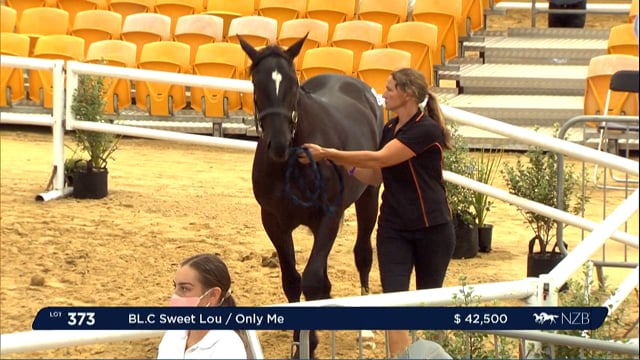 NZB Standardbred Yearling Sale 2022 Day 3 - Lots 372 - 378