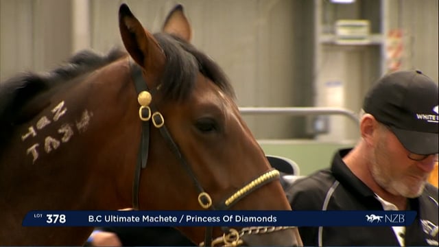 NZB Standardbred Yearling Sale 2022 Day 3 - Lots 378 - 385