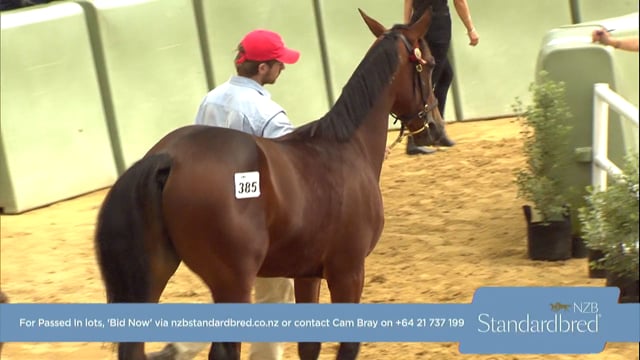 NZB Standardbred Yearling Sale 2022 Day 3 - Lots 385 - 393