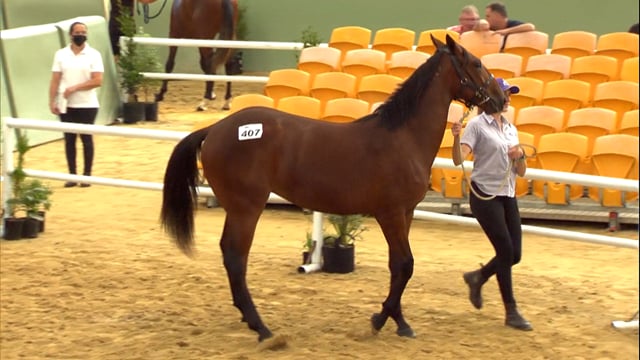 NZB Standardbred Yearling Sale 2022 Day 3 - Lots 407 - 412