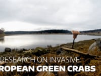 Newswise:Video Embedded edna-a-useful-tool-for-early-detection-of-invasive-green-crab