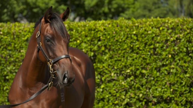 Lot 755