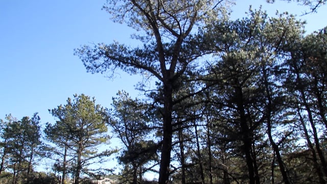 State Begins Cutting Down Hundreds Of Trees In Napeague To Fight Infestation