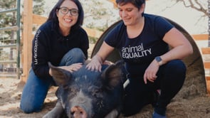 Animal Equality 2021 year in review