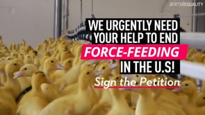 Campaign to Ban Foie Gras in the US