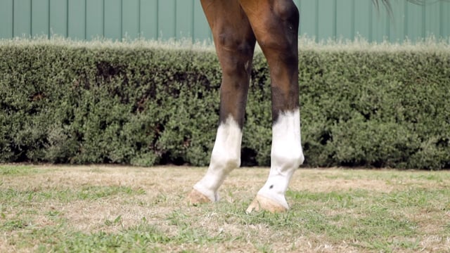 Lot 997