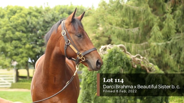 Lot 114