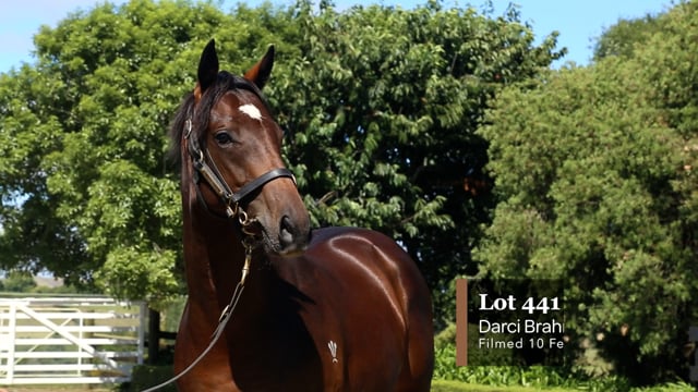 Lot 441