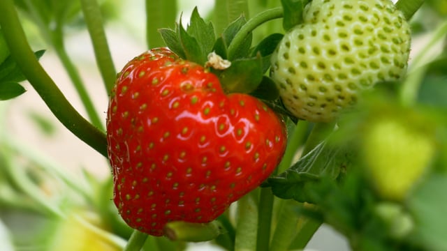 Strawberry, Berry, Red. Free Stock Video - Pixabay