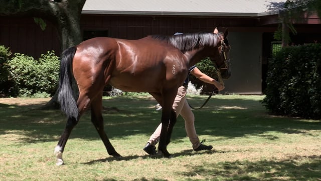 Lot 696
