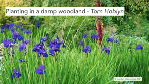 Planting in a damp woodland Tom Hoblyn