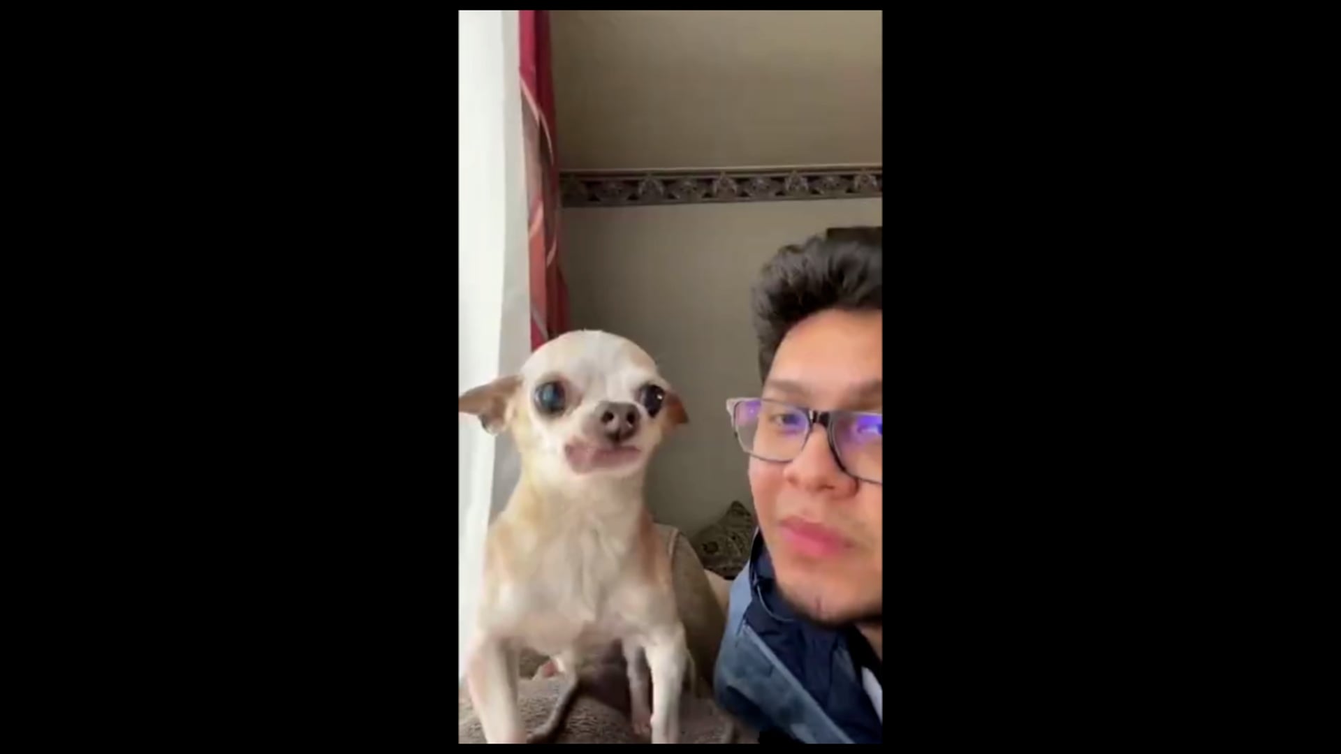 Αστείο ζώο, αστείο σκυλί, βίντεο με σκυλιά