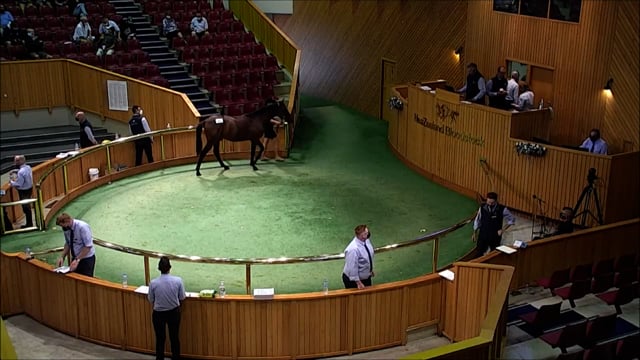 NZB Standardbred Yearling Sale 2022 - Lots 66-73
