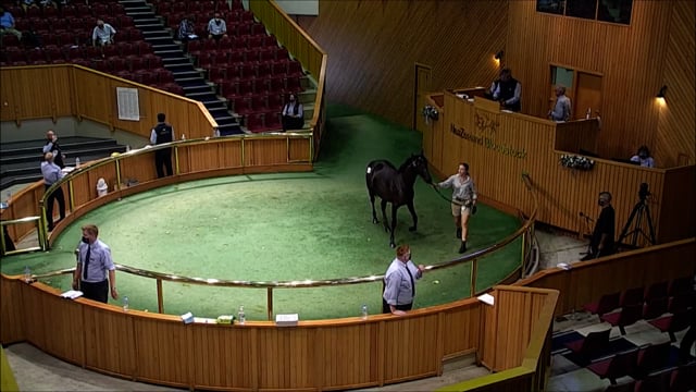 NZB Standardbred Yearling Sale 2022 - Lots 74-80